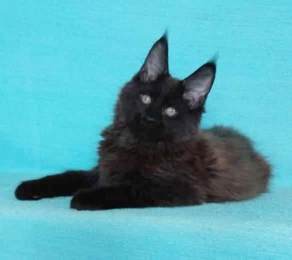 Апельсинки к Новому Году в Рязани фото 55