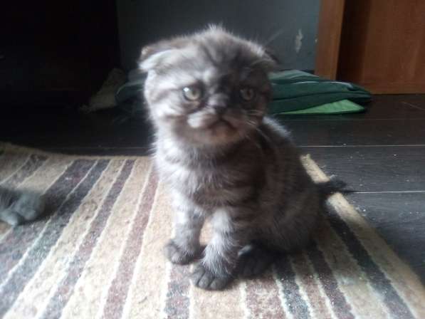 Шотландский денди скоттиш- страйт в Санкт-Петербурге фото 8