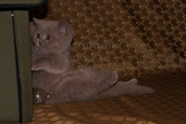 Питомник британских кошек Mendeleev предлогает котят в Люберцы фото 4
