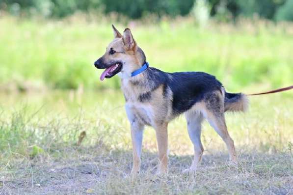 Красавица Джуля ищет дом! в Москве