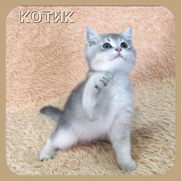 Британские золотые котята Остался голубое золото, мальчик в Москве фото 3