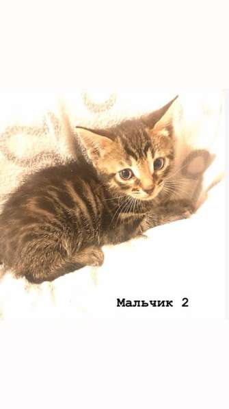 Бенгальские котята в Санкт-Петербурге фото 5