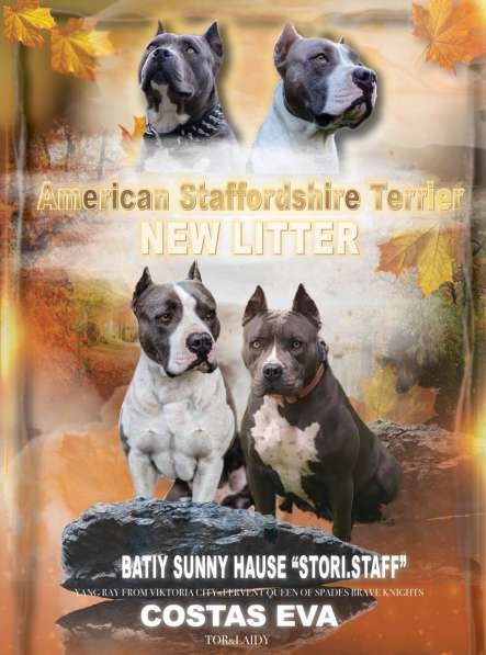 Крутые щенки амстаффа от чемпиона в фото 7