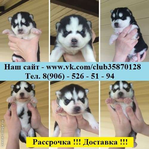 Черно-белые голубоглазые и разноглазые щеночки хаски