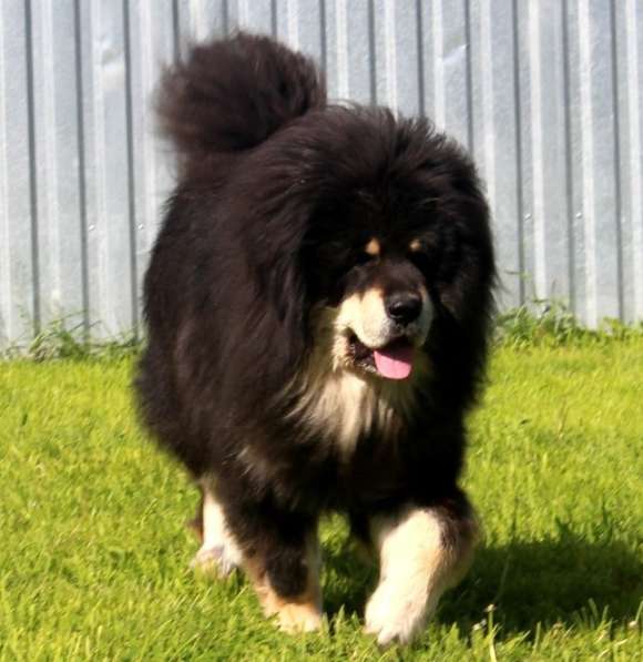 Тибетский мастиф - лучший страж на территории в Москве фото 179