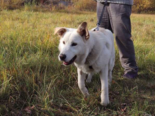 Ваш лучший друг и охранник, молодой пес Завгар в добрые руки в Санкт-Петербурге фото 4