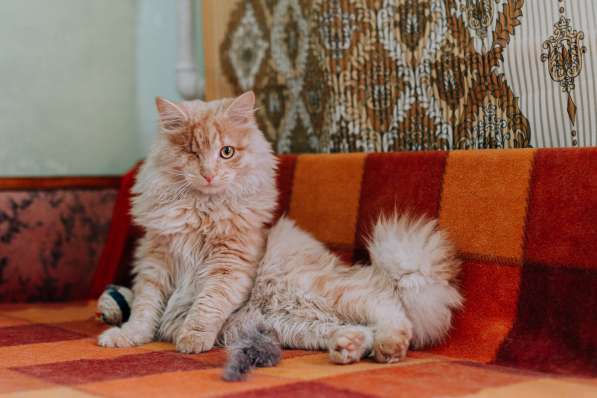 Рыжий котик Мокки с одним глазиком ищет дом в Москве фото 8