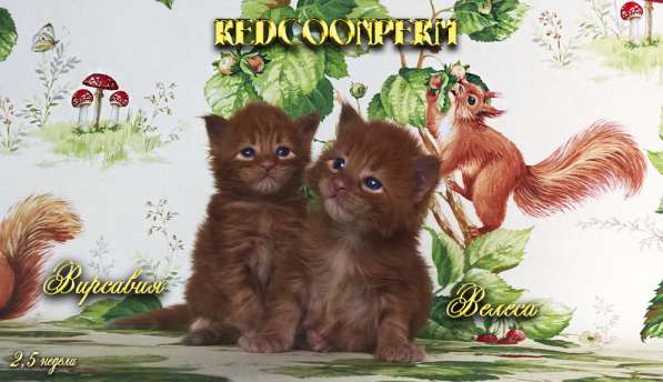 Котёнок мейн кун - уникального красного окраса. Шоу класс в Красноярске фото 9