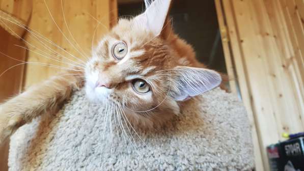 Красная кошечка мейн-кун в Санкт-Петербурге фото 5