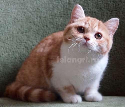 Коты и кошки британские в Новокузнецке фото 9