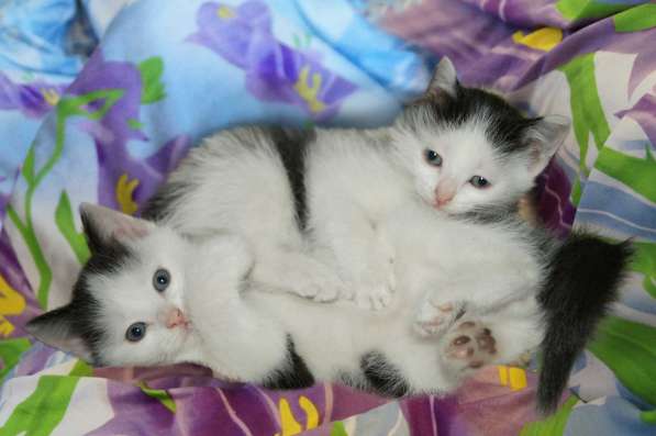 2 Котёнка - от Весёлой Кошечки ! в Качканаре фото 4