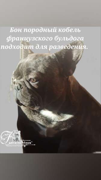 Щенки французского бульдога лилового, голубого, мерле окраса в Москве фото 25