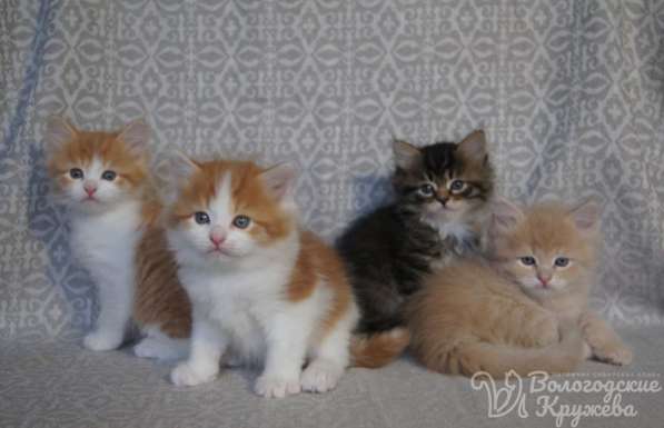 Согревающие солнечные сибирские котята
