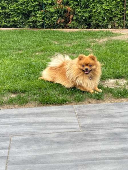 Pomeranian zwergspitz Junge abgabebereit в 