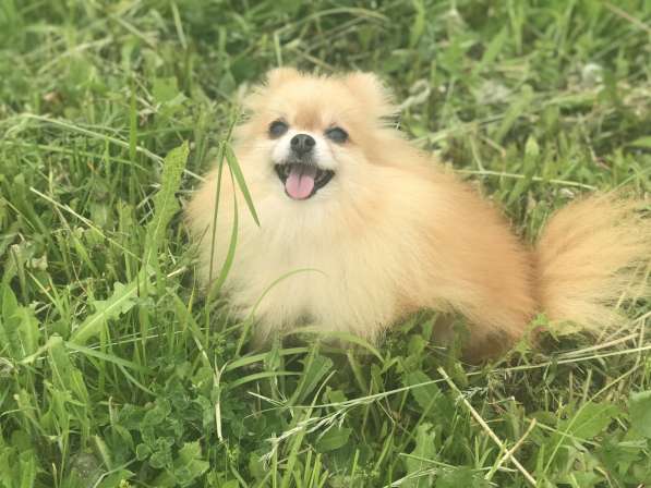 Помераночка 5 лет в Москве фото 6