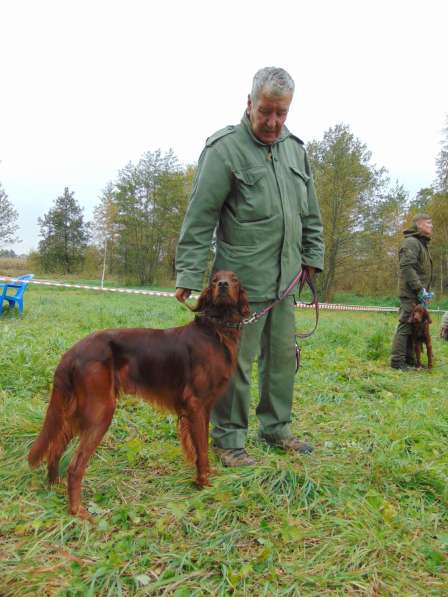 Щенки сеттера в Новомосковске фото 4