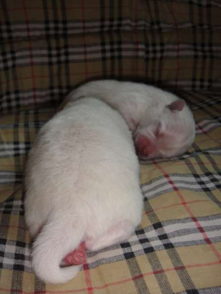 Лисята в Ростове-на-Дону фото 41