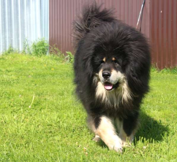 Тибетский мастиф - лучший страж на территории в Москве фото 178