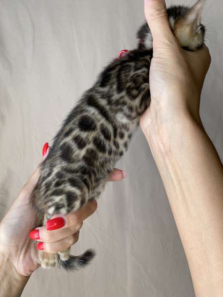 Бенгальские котята в Ростове-на-Дону фото 18