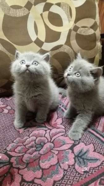 Котята в фото 7
