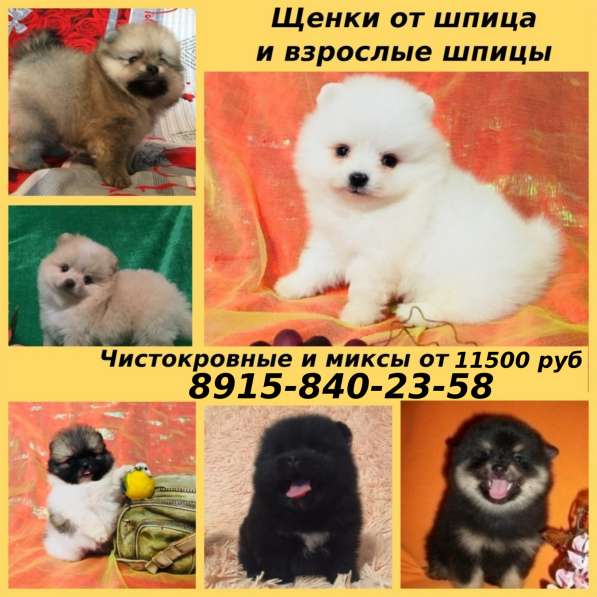 Красивые щеночки шпица