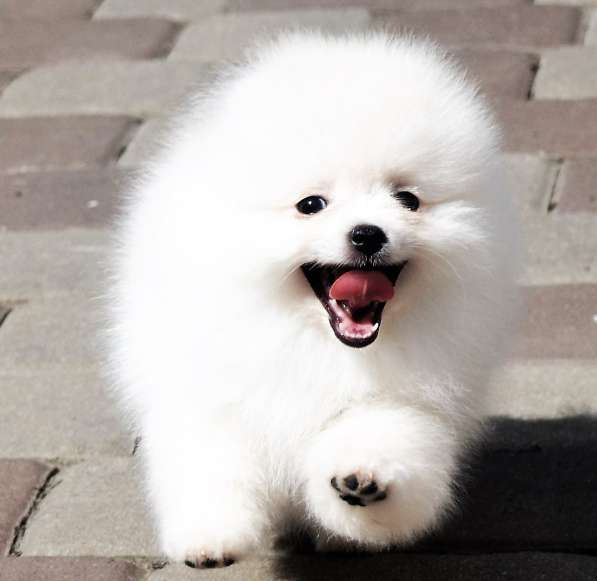 Щенки померанского шпица (Pomeranian) в Воронеже фото 4