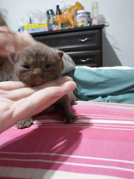 Шотландцы в фото 5