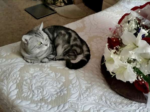 Британские мраморные котята табби в Красноярске фото 3