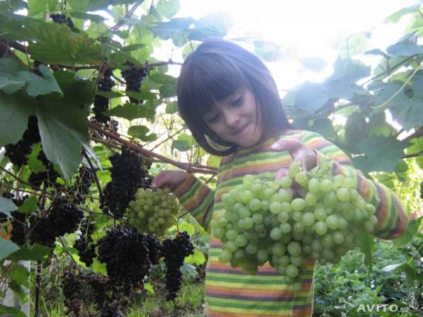 Продаются саженцы винограда в Омске фото 3
