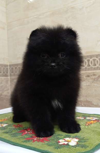 Щенки. Щпиц в Калининграде