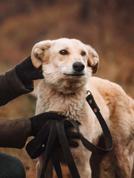 Ласковая, добрая, любящая собака Стеша ищет дом в Москве