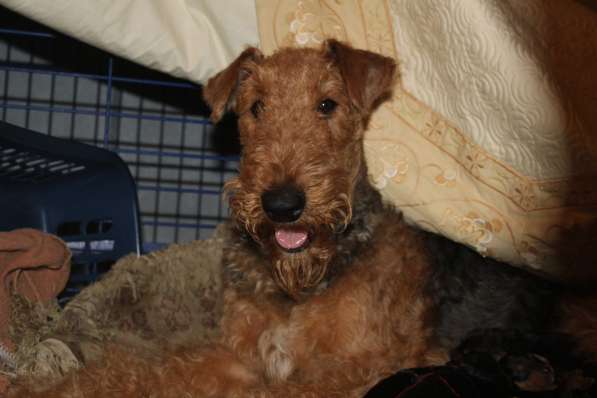 Щенки Эрдельтерьера в питомнике в Тюмени фото 20