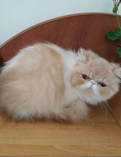 Персидский котенок, кошечка в Симферополе фото 4
