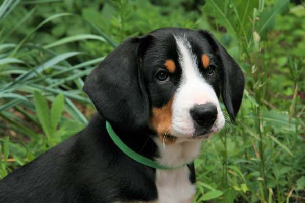 Entlebucher sennenhund в фото 3