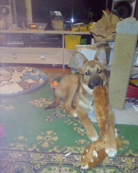 Ника, семейная собака ищет дом в Бронницах фото 16