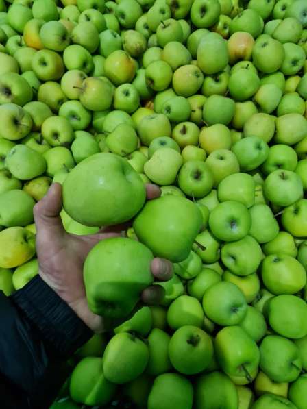 Яблоки Голден Осетия в Краснодаре фото 4