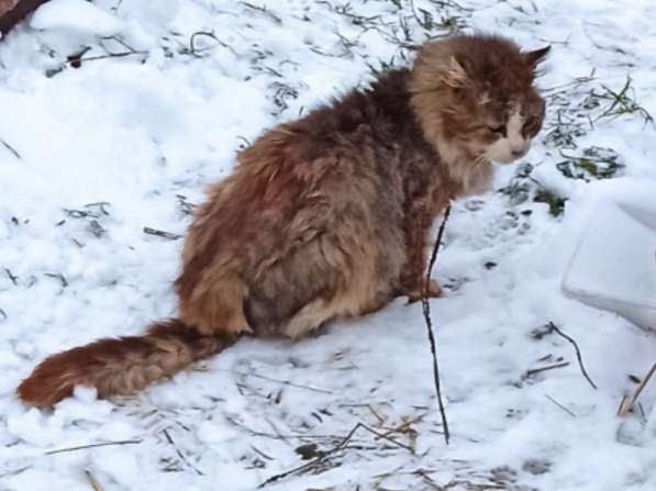 Один очень одинокий кот ищет хозяина в Санкт-Петербурге фото 3