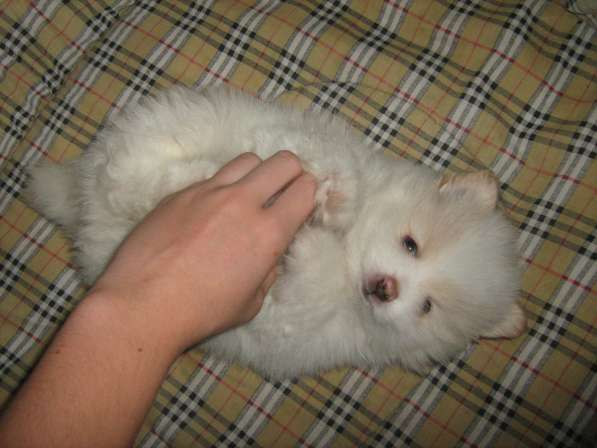 Лисята в Ростове-на-Дону фото 17