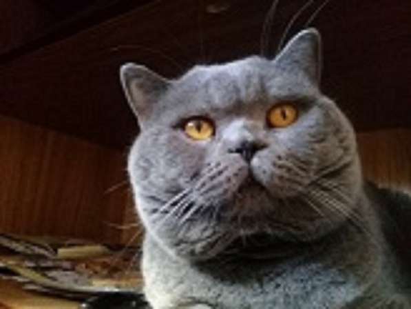 Вязка : Опытный Шотландский кот- Красавец Прямоухий
