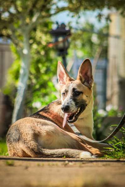 Красавчик, метис овчарки Рэкс в дар в Москве фото 4