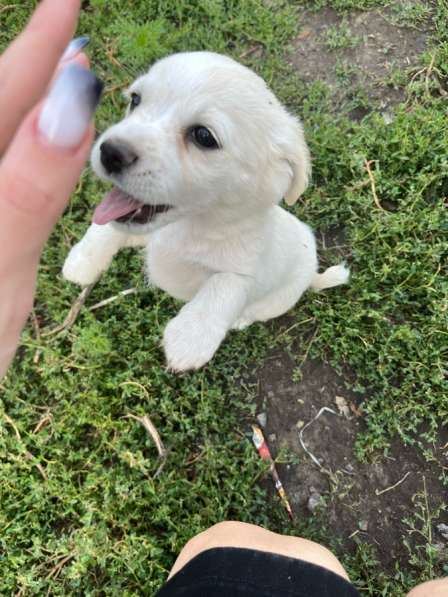 Продажа щенят в Белгороде фото 4