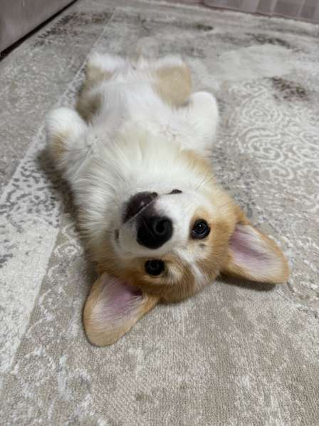 Щенок корги в Уфе