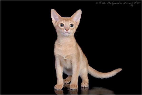 Абиссинские котята wcf