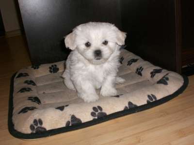 Щенки Мальтезе в Краснодаре фото 8