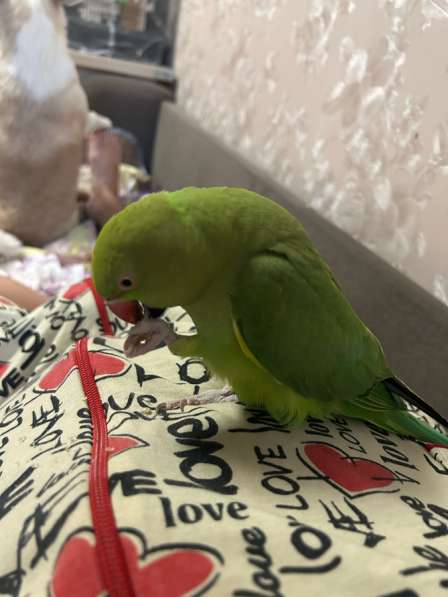 Ожереловый попугай в Москве фото 8