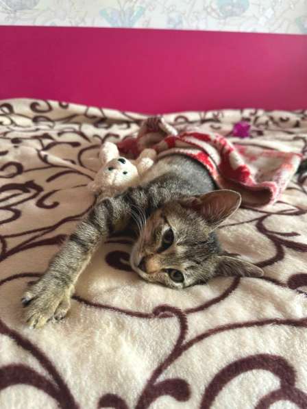 Котенок мальчик (обаятельный милый добряк) в фото 4