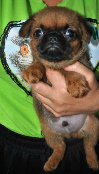 Малый брабансон мальчик в Москве