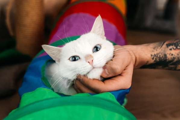 Белый синеглазый кот Топаз в добрые руки в Москве