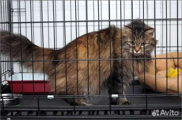 Кошка Мышка даром в Москве