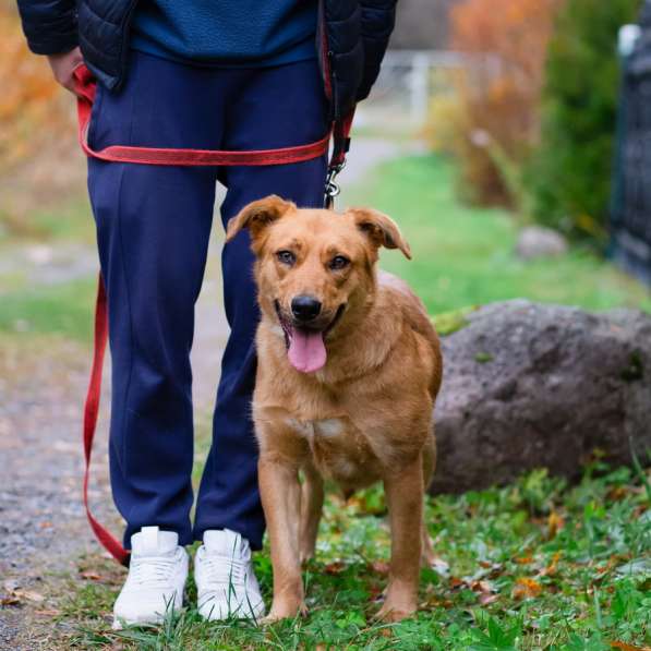 Мягкая и послушная молодая собака ищет дом в Санкт-Петербурге фото 4